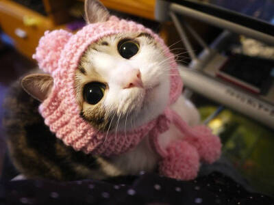 瓜皮＃图源水印＃侵删