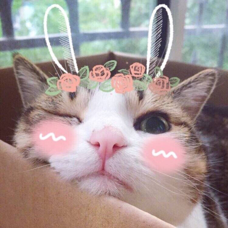 瓜皮＃图源水印＃侵删