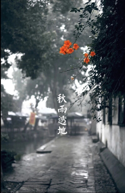 【中国节气：霜降】柳影萧疏，落叶满径。秋雨透地，鸿声啼切，蜇虫咸俯。甘蔗刮霜，野栗坼裂。凌霜食柿，暖酒入眠。《月令七十二候集解》曰：九月中，气肃而凝，露结为霜矣。