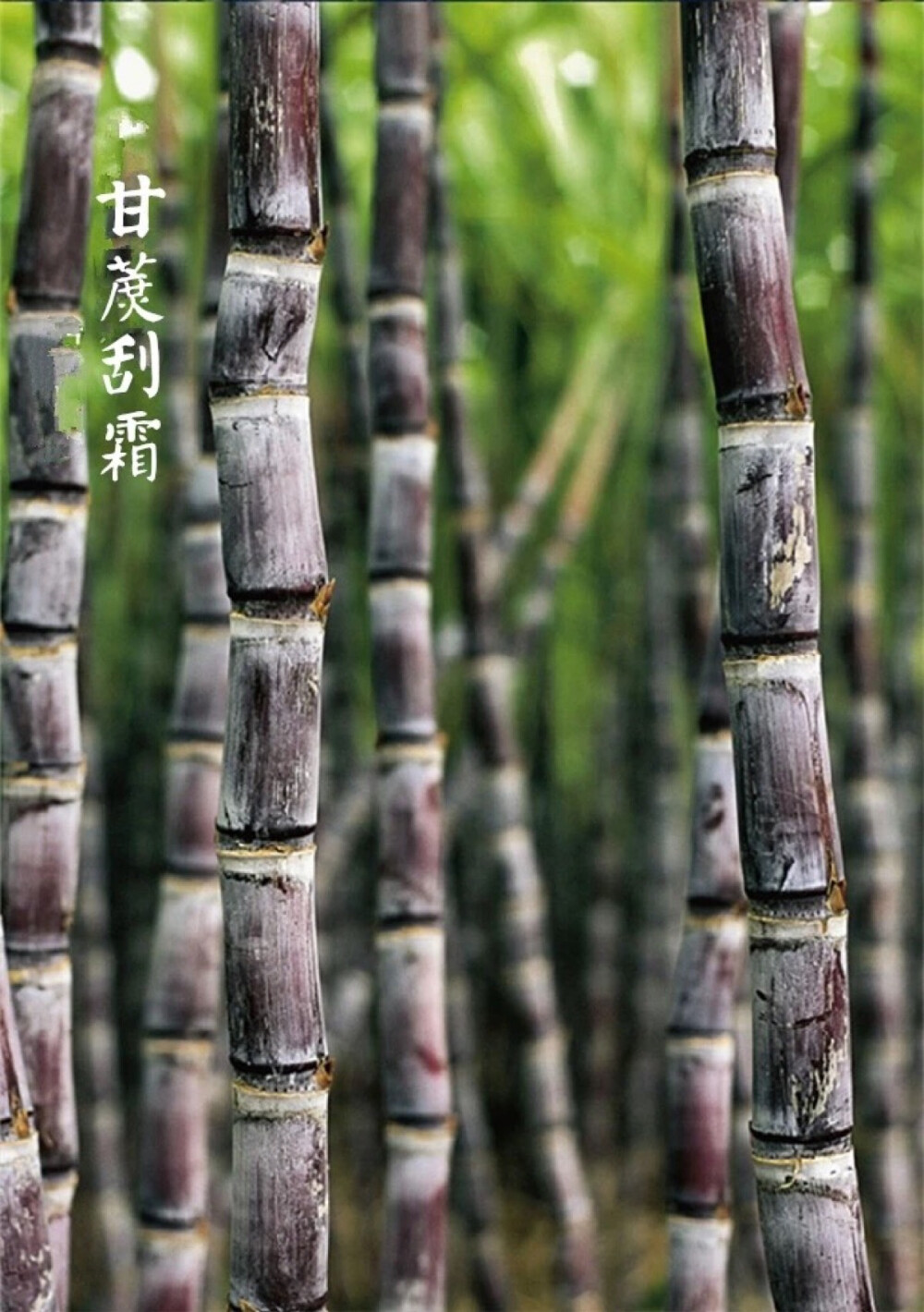 【中国节气：霜降】柳影萧疏，落叶满径。秋雨透地，鸿声啼切，蜇虫咸俯。甘蔗刮霜，野栗坼裂。凌霜食柿，暖酒入眠。《月令七十二候集解》曰：九月中，气肃而凝，露结为霜矣。