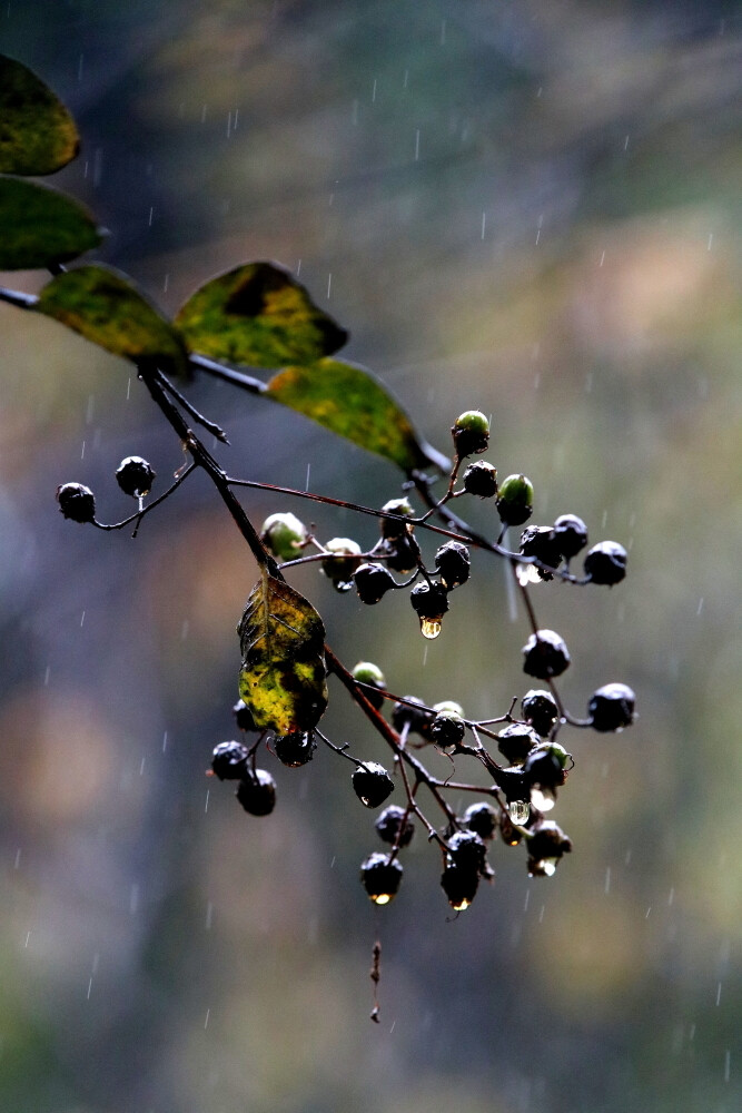 绵绵秋雨细无声