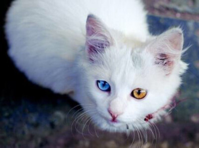 【鸳鸯眼】异色瞳猫猫