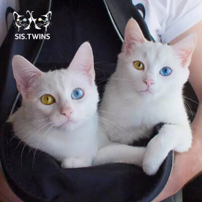 【鸳鸯眼】异色瞳猫猫