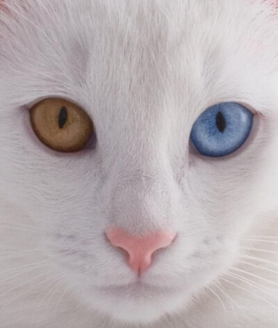 【鸳鸯眼】异色瞳猫猫