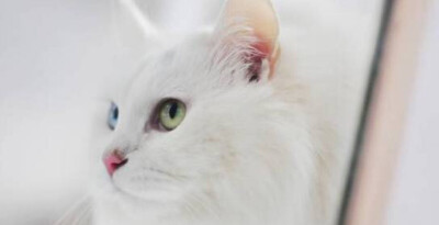 【鸳鸯眼】异色瞳猫猫