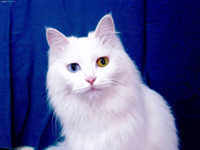 【鸳鸯眼】异色瞳猫猫