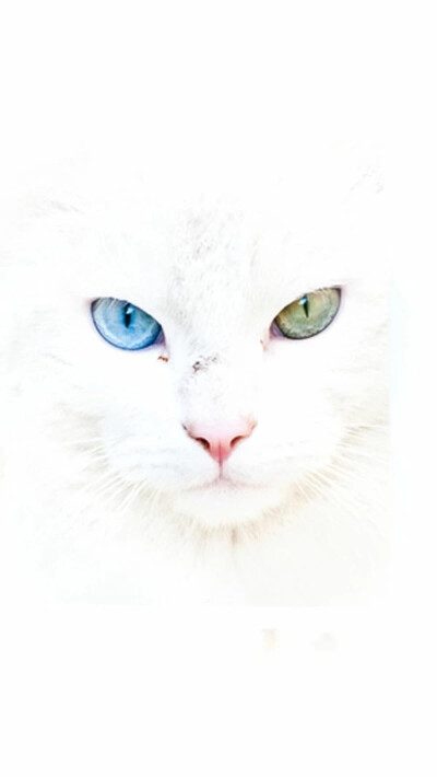 【鸳鸯眼】异色瞳猫猫