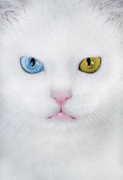 【鸳鸯眼】异色瞳猫猫