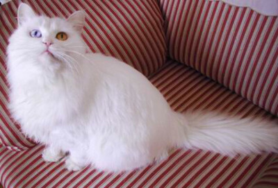 【鸳鸯眼】异色瞳猫猫