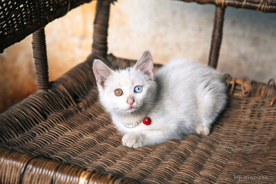 【鸳鸯眼】异色瞳猫猫