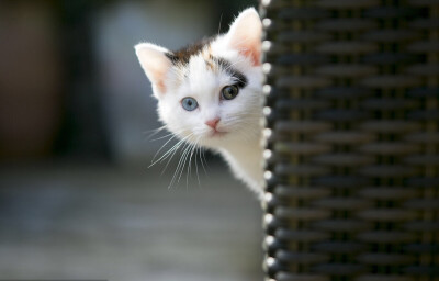 【鸳鸯眼】异色瞳猫猫