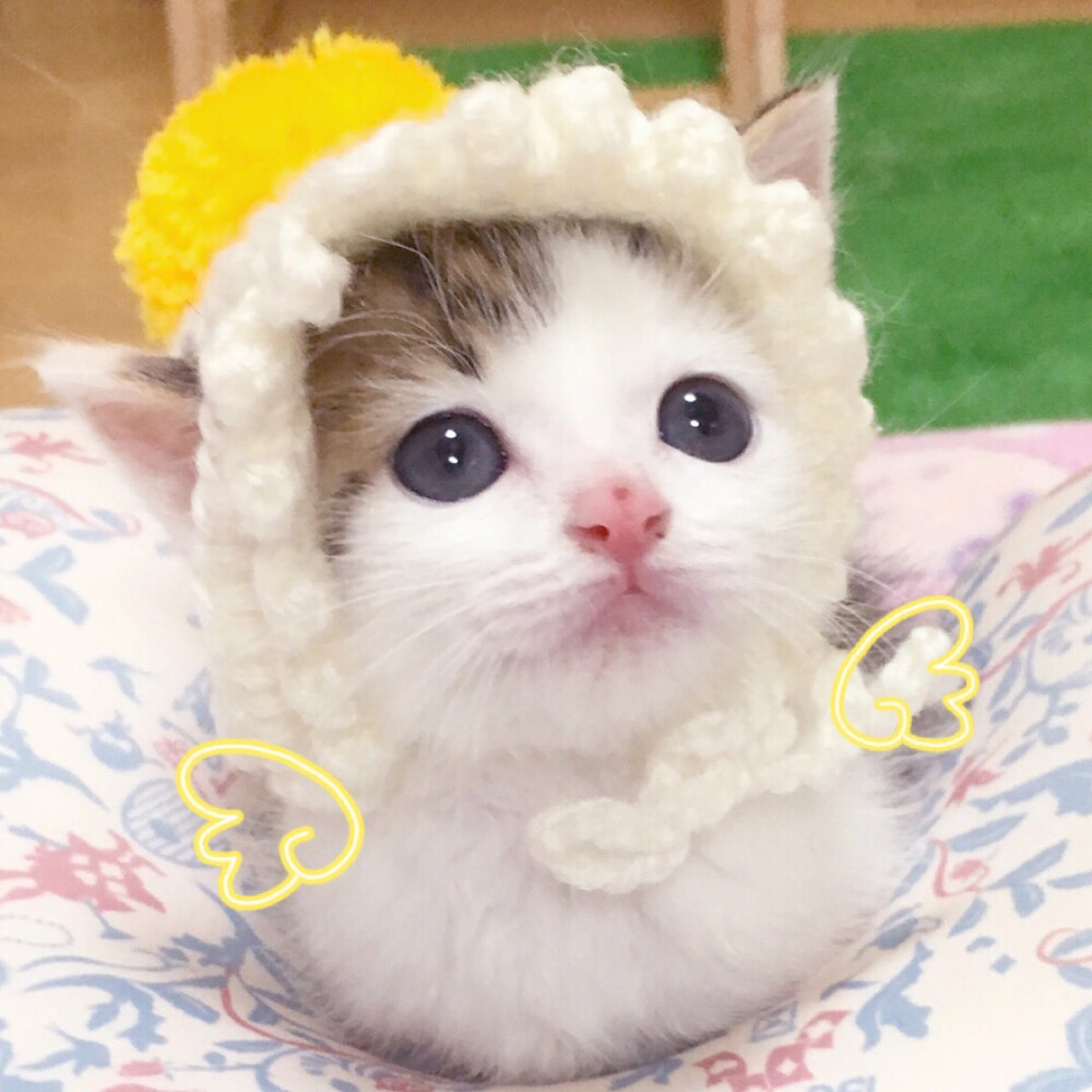 头像搞怪头像情侣头像猫咪表情包