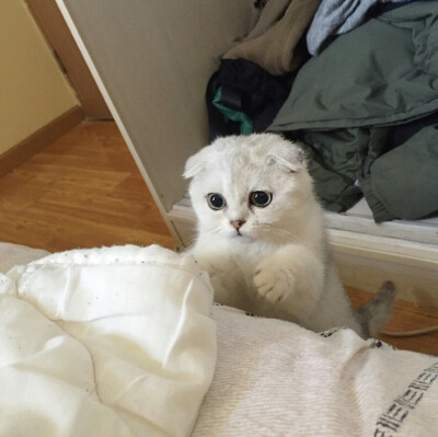 ♡巨熊♡ 猫咪