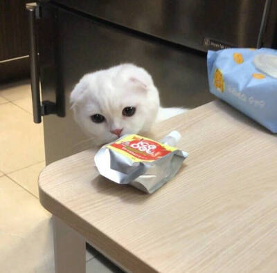 ♡巨熊♡ 猫咪