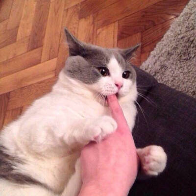 ♡巨熊♡ 猫咪