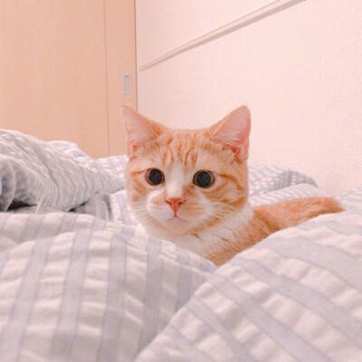 ♡巨熊♡ 猫咪