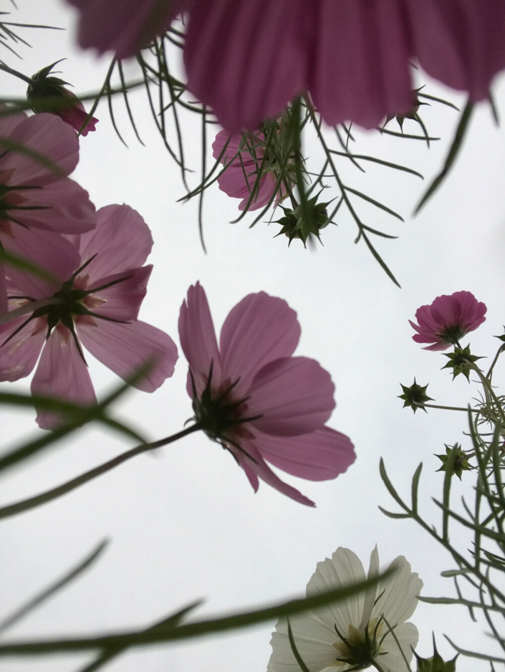 花海