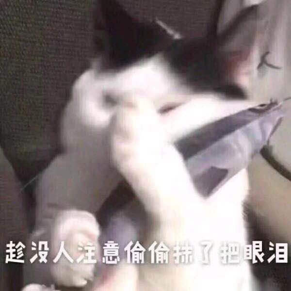 表情包
猫咪