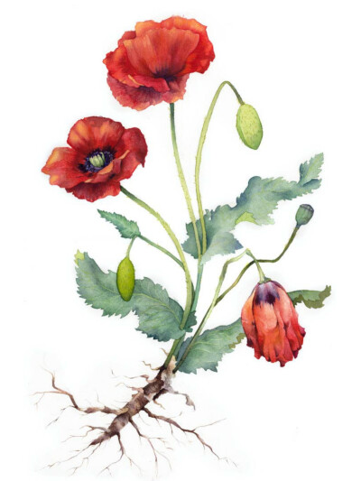 Botanical Paintings : Botanical paintings, personal and commissioned. The theme is medicinal plants.