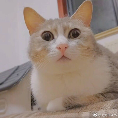 惊醒猴