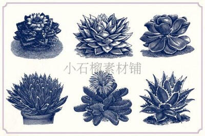 复古黑白线稿手绘多肉植物仙人掌素描线稿临摹素材AI PNG247