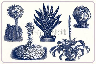 复古黑白线稿手绘多肉植物仙人掌素描线稿临摹素材AI PNG247