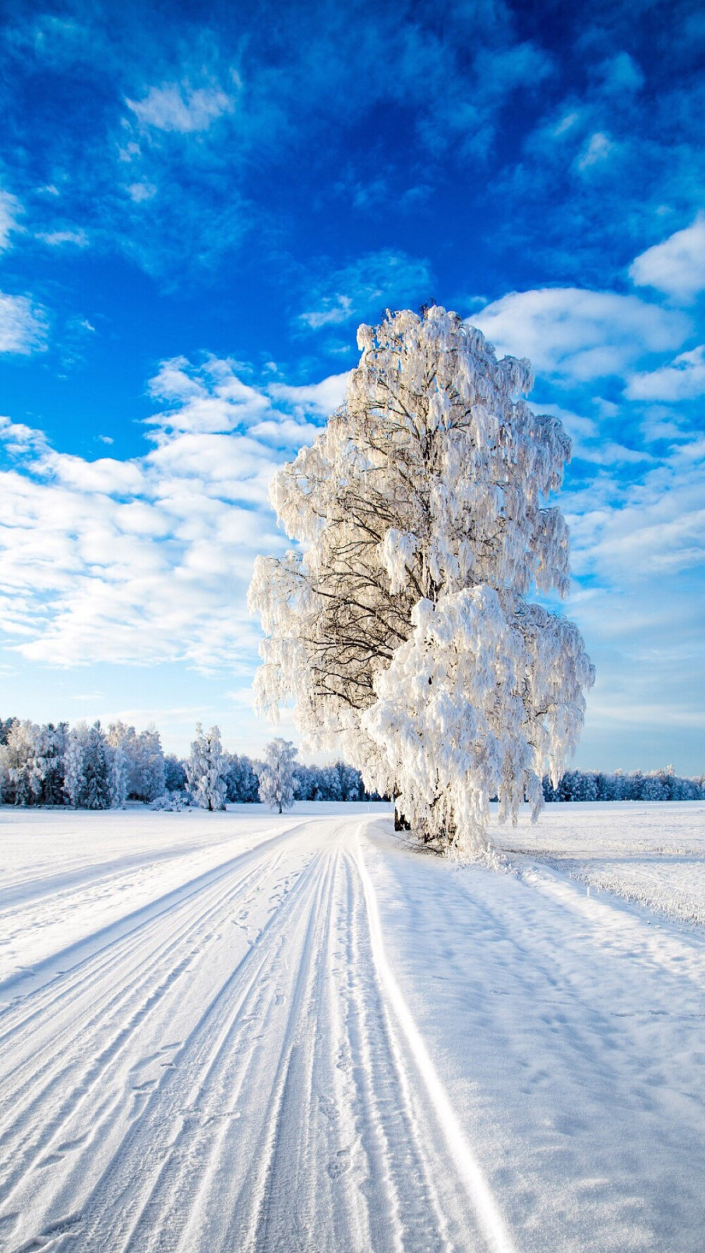 雪景