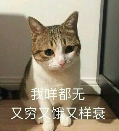 喵