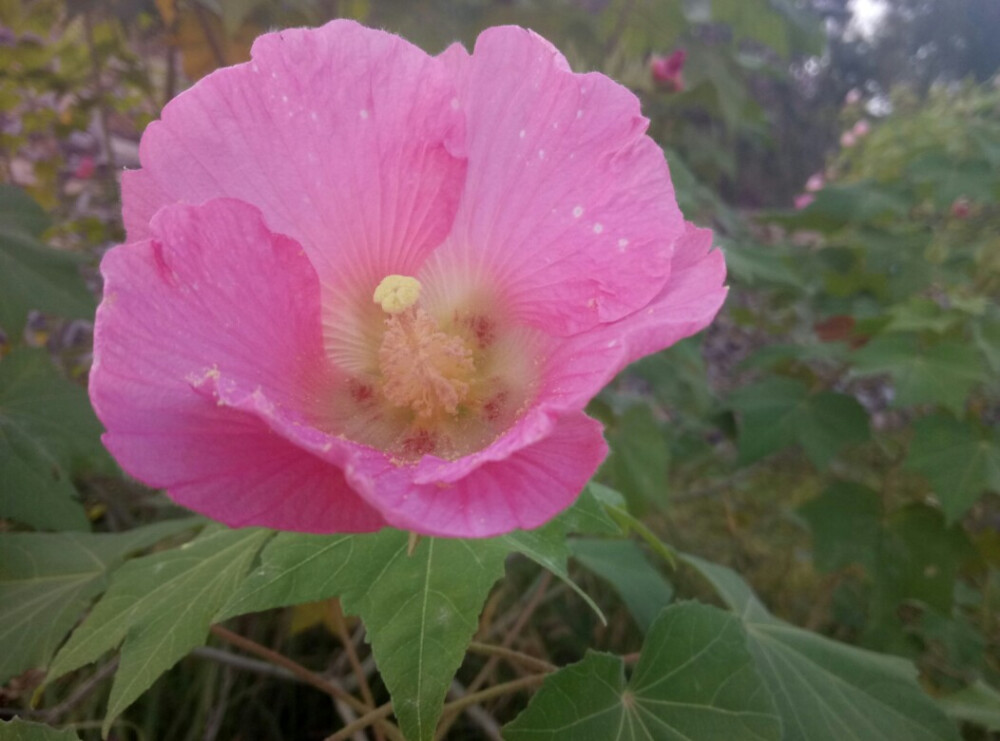 寻常·木芙蓉