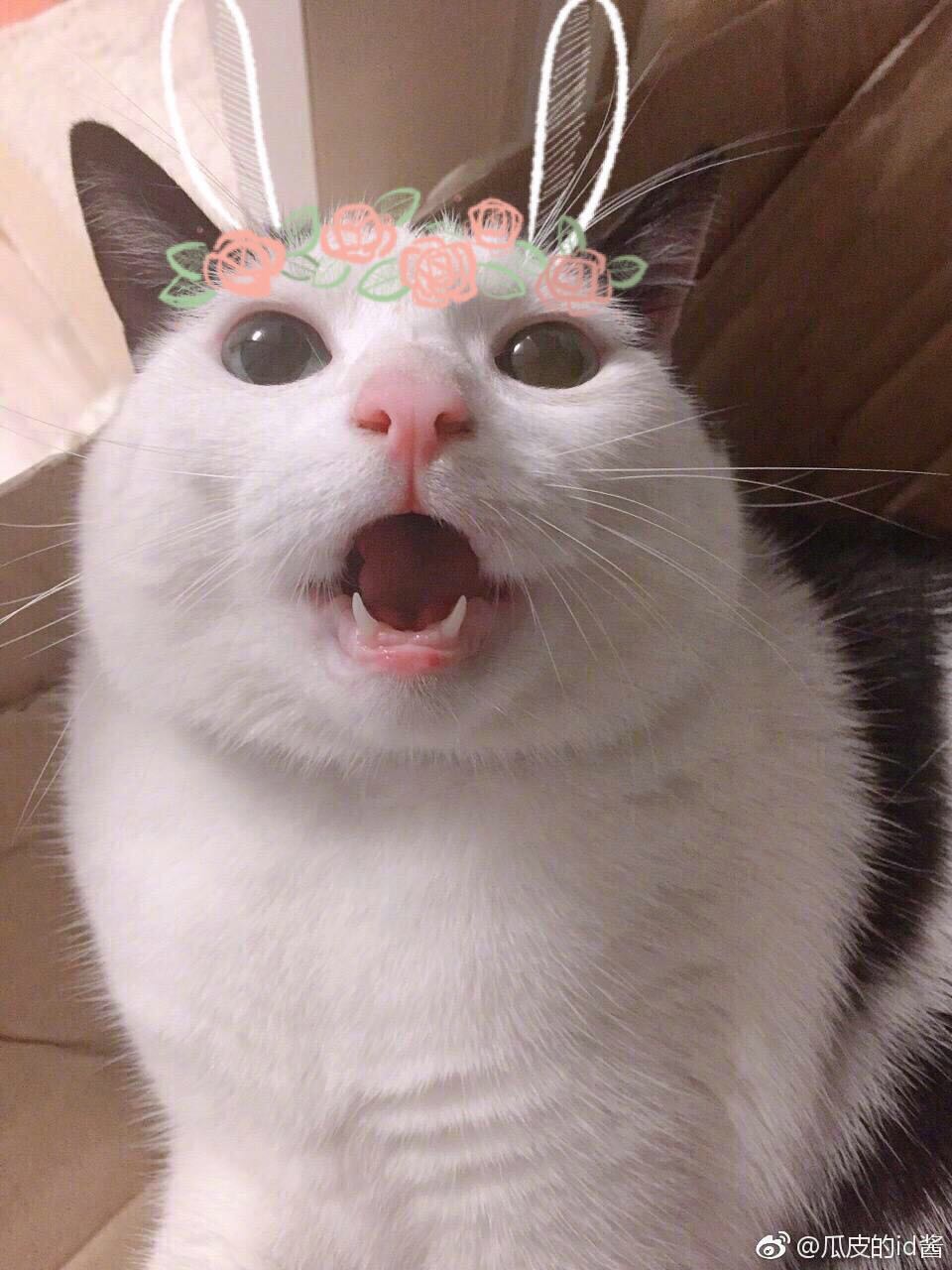 瓜皮萌萌＃情头