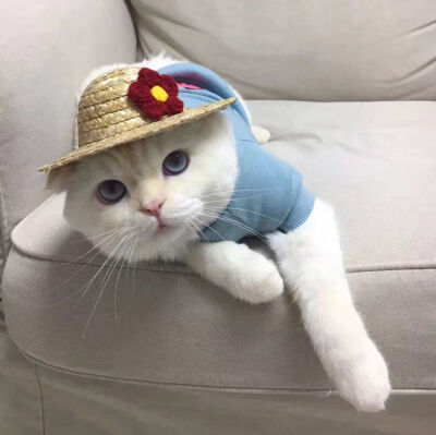 Daisy妤故の猫 小奶猫 可爱 猫星人