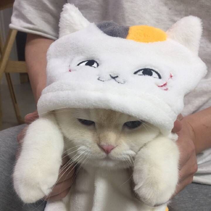 Daisy妤故の猫 小奶猫 可爱 猫星人