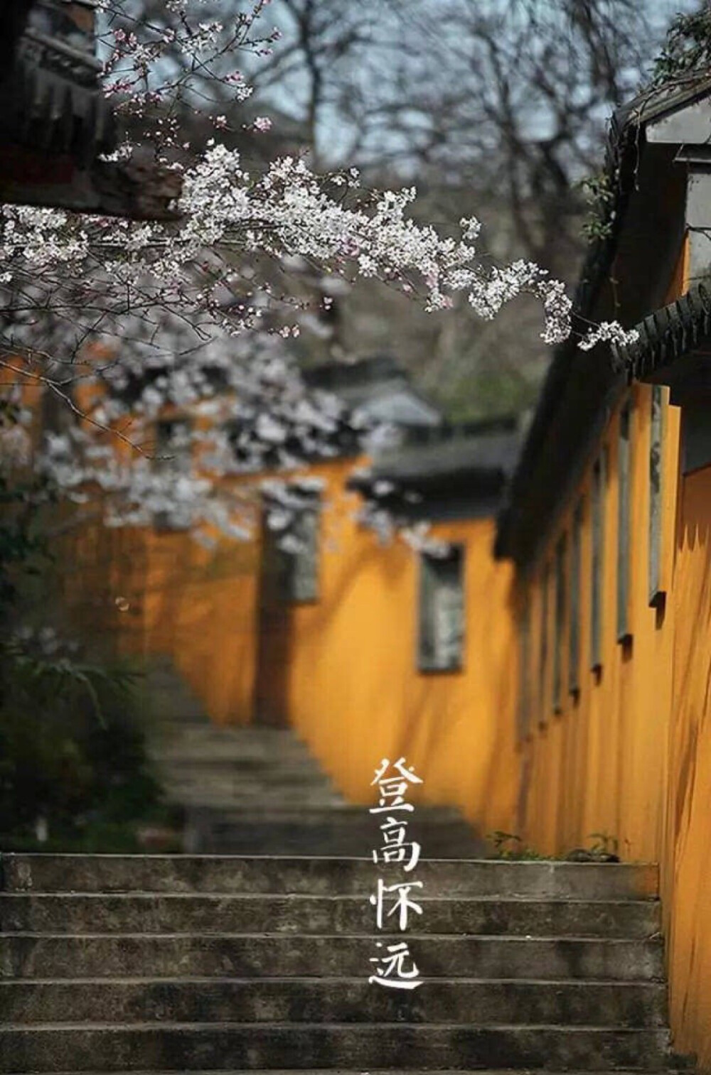 【中国传统节日：重阳节】鹊飞空碧，登高怀远。秋菊盈园，遍插茱萸。重阳食糕，柿柿如意。把酒东篱，微醺小醉，席枕留香。