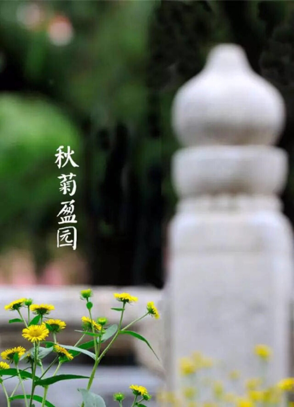 【中国传统节日：重阳节】鹊飞空碧，登高怀远。秋菊盈园，遍插茱萸。重阳食糕，柿柿如意。把酒东篱，微醺小醉，席枕留香。