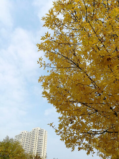 记10月23日
一直阴天以来难得遇到的晴天，生日这天正好能赶上天放晴也蛮幸运的。秋意渐浓，学校的银杏叶再次泛黄，再过些日子就到深秋，南门的银杏林又会再次黄了一片，大学里再一个银杏树叶变黄的时节。过了今天，…