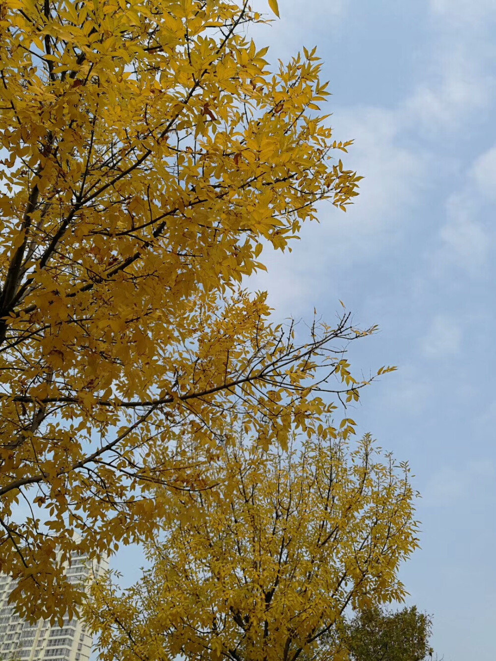 记10月23日
一直阴天以来难得遇到的晴天，生日这天正好能赶上天放晴也蛮幸运的。秋意渐浓，学校的银杏叶再次泛黄，再过些日子就到深秋，南门的银杏林又会再次黄了一片，大学里再一个银杏树叶变黄的时节。过了今天，就是20岁出了头的年龄，也又老了一岁，但还是祝自己破壳日快乐??！
20岁也好，30岁也好，40岁也罢......一直到老，都要用心去过自己生活！