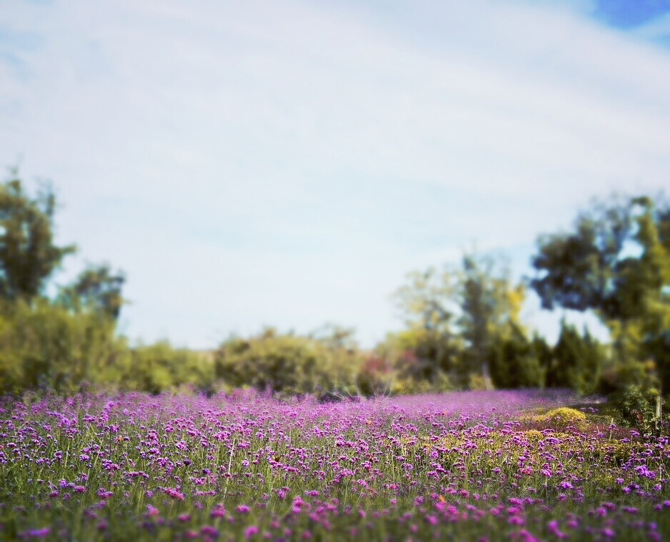 有薰衣草的感觉