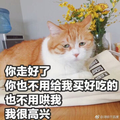 某著名网黄猫日 猫日