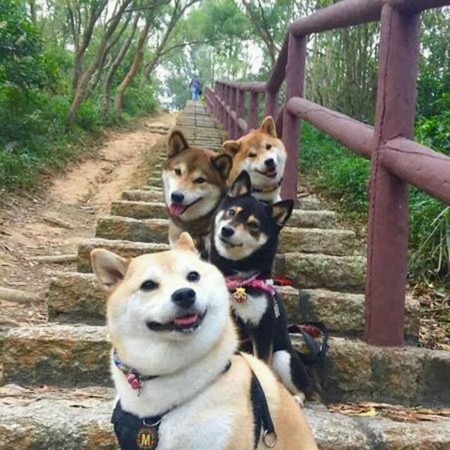 柴犬头像。 - 高清图片，堆糖，美图壁纸兴趣社区