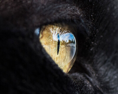 摄觉
猫之瞳 Andrew Marttila 摄影艺术