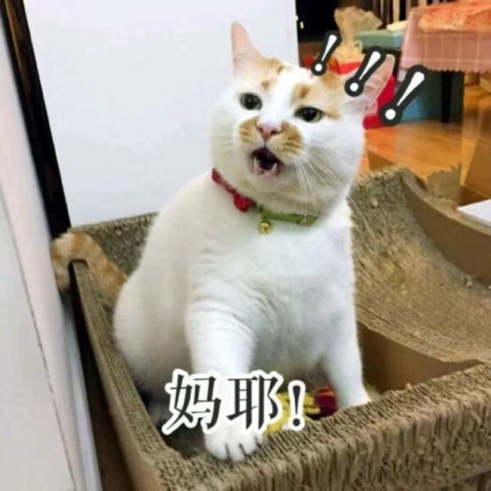 妈耶 表情包 猫 楼楼