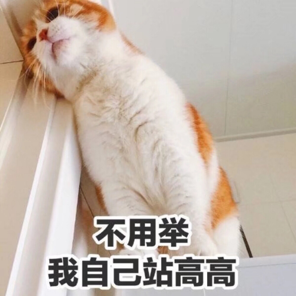 我自己站高高 表情包 猫 猫日