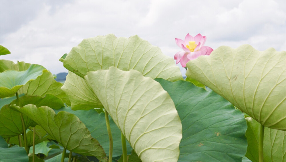 花开好了