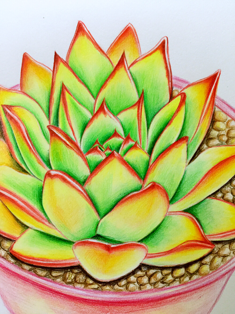 彩铅练习，大触飞乐鸟！