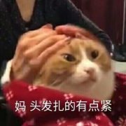 猫咪被按着头：妈，头发扎的有点