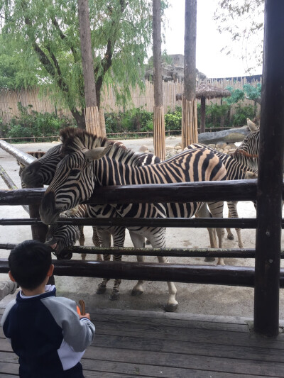 上海野生动物园