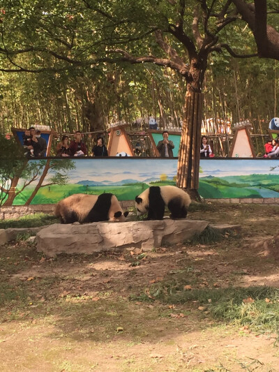 上海野生动物园