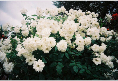 不要把别人的关心当成理所当然，不管他有多爱你，最终也会有疲惫的一天，人心一般不会死在大事上，而是那些一次一次的小失望，成了致命伤。 ​​​