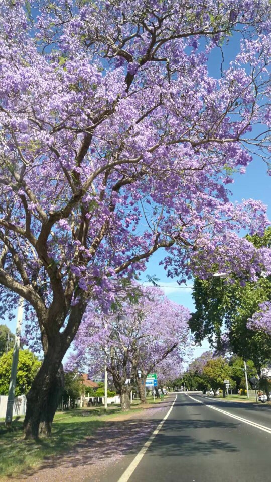 蓝花楹