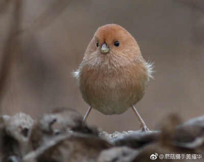 棕头鸦雀一组，2016年2月6日拍摄于湖南娄底市双峰县。 ​​​​